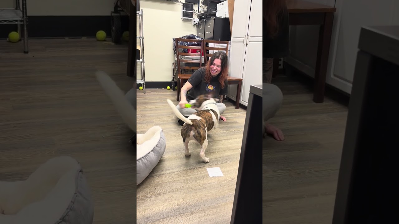 Bruce, a ADOPTABLE Jack Russell Terrier in Metairie, LA video 1/4