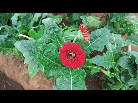 Flower 🌺 🌹 🌸  Farming. 4k Video
