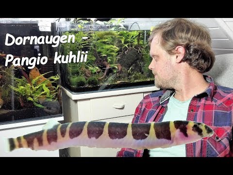 Dornaugen - Fische mal anders! Haltung von Pangio kuhlii