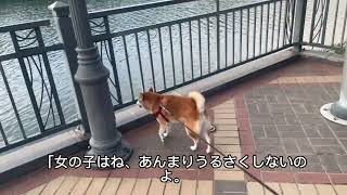 【ベトナム暮らし】メルと今日もお散歩 –