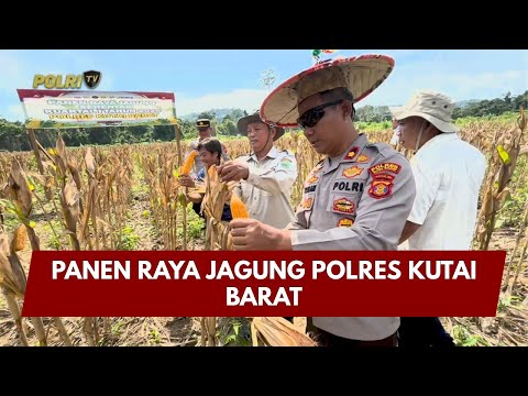 PRESISI UPDATE : PANEN RAYA JAGUNG POLRES KUTAI BARAT 24/01/2026 (14.00)