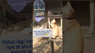 Download lagu hidup lagi capek capeknya#part33 #shorts #cat #sagini lovers #animals #kucing #funny #kucinglucu mp3 Download lagu hidup lagi capek capeknya#part33 #shorts #cat #sagini lovers #animals #kucing #funny #kucinglucu mp3