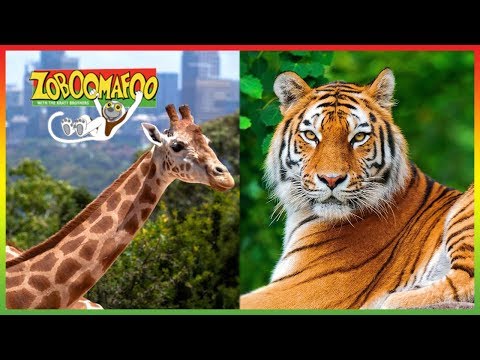 Zoboomafoo | NEW HD Compilation | 2017 | Animal Shows for Kids