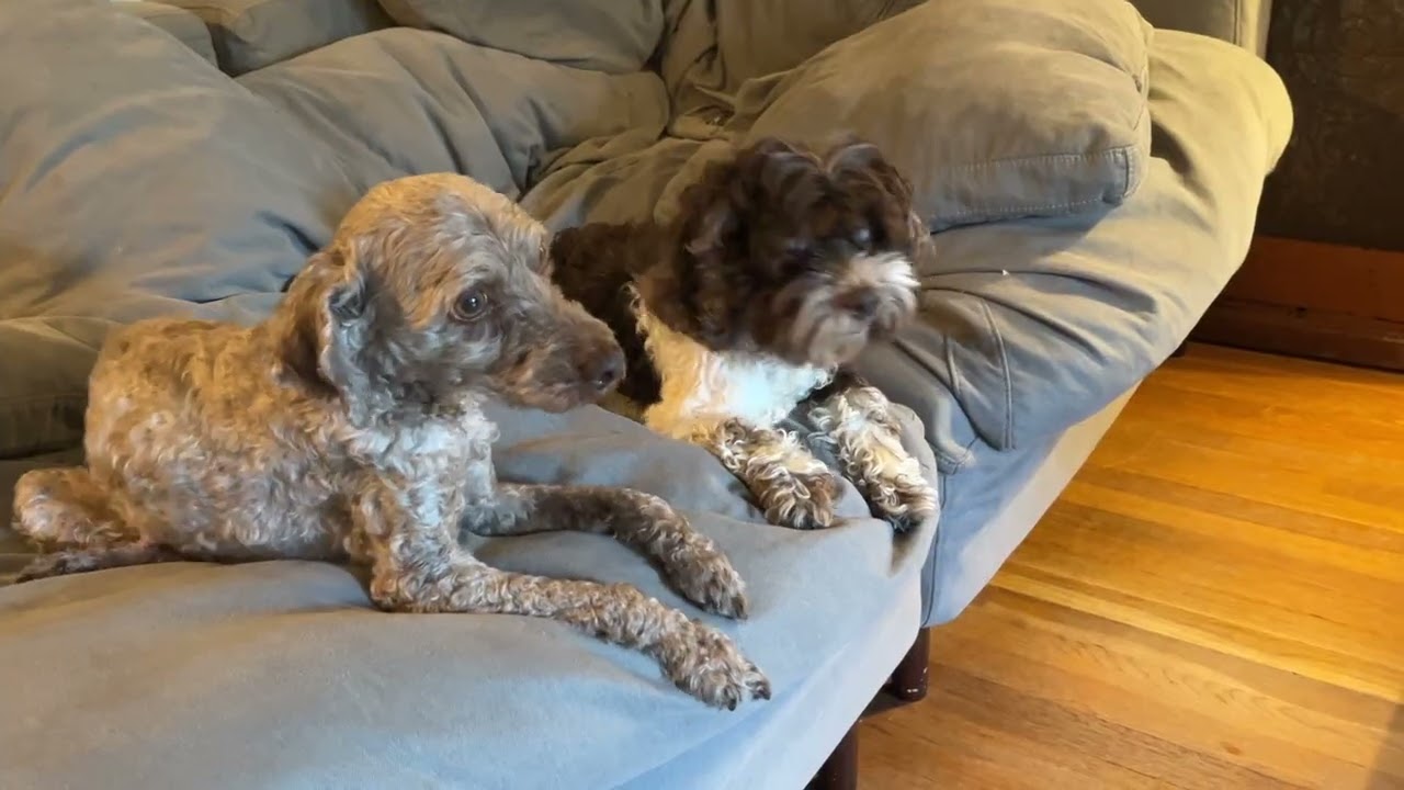 Cooper & Charlie (bonded pair), a ADOPTABLE mixed breed in Cranston, RI video 2/6