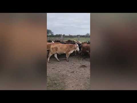 Novillitos en Puerto Eva Perón, Chaco