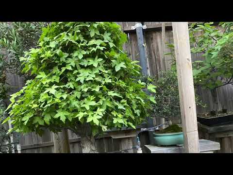 Bonsai Tour My Bonsai Collection Backyard Garden & fishpond