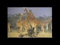 Geoffrey Giraffe Animal Alphabet
