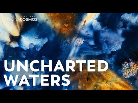 There's More Than Coral at the Coral Farm