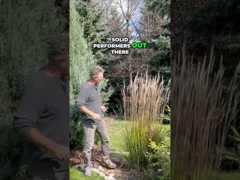 巨大なパイプグラス「カール・フェルスター」 植物