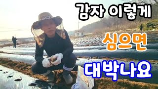 감자 20kg  한박스 심으면 몇박스 수확 할까? 이렇게 심어야 주렁주렁 달린다  북삽 북주는 법