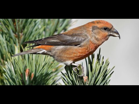 Common crossbill 1h bird sound