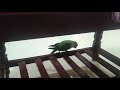 Talking Sundari Kutty