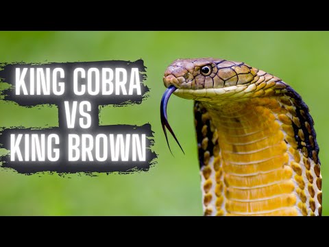 KING COBRA VS KING BROWN SNAKE!