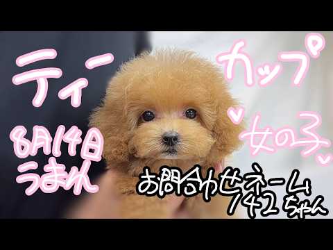 YouTube動画のサムネイル