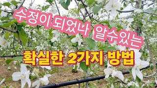 사과 꽃 수정이 되었나 알수있는 2가지 방법