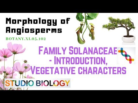 BOTANY XI.05.102 – Morphology of Angiosperms – Fam. Solanaceae – Introduction, Vegetative characters