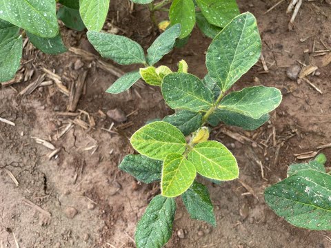 Feldexkursion 190: Weizenblüte erkennen und Sojaanbau - NU Agrar, 23.06.2021