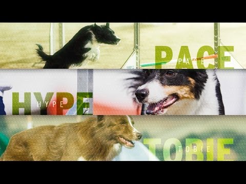 1-TDC & Performance Dogs