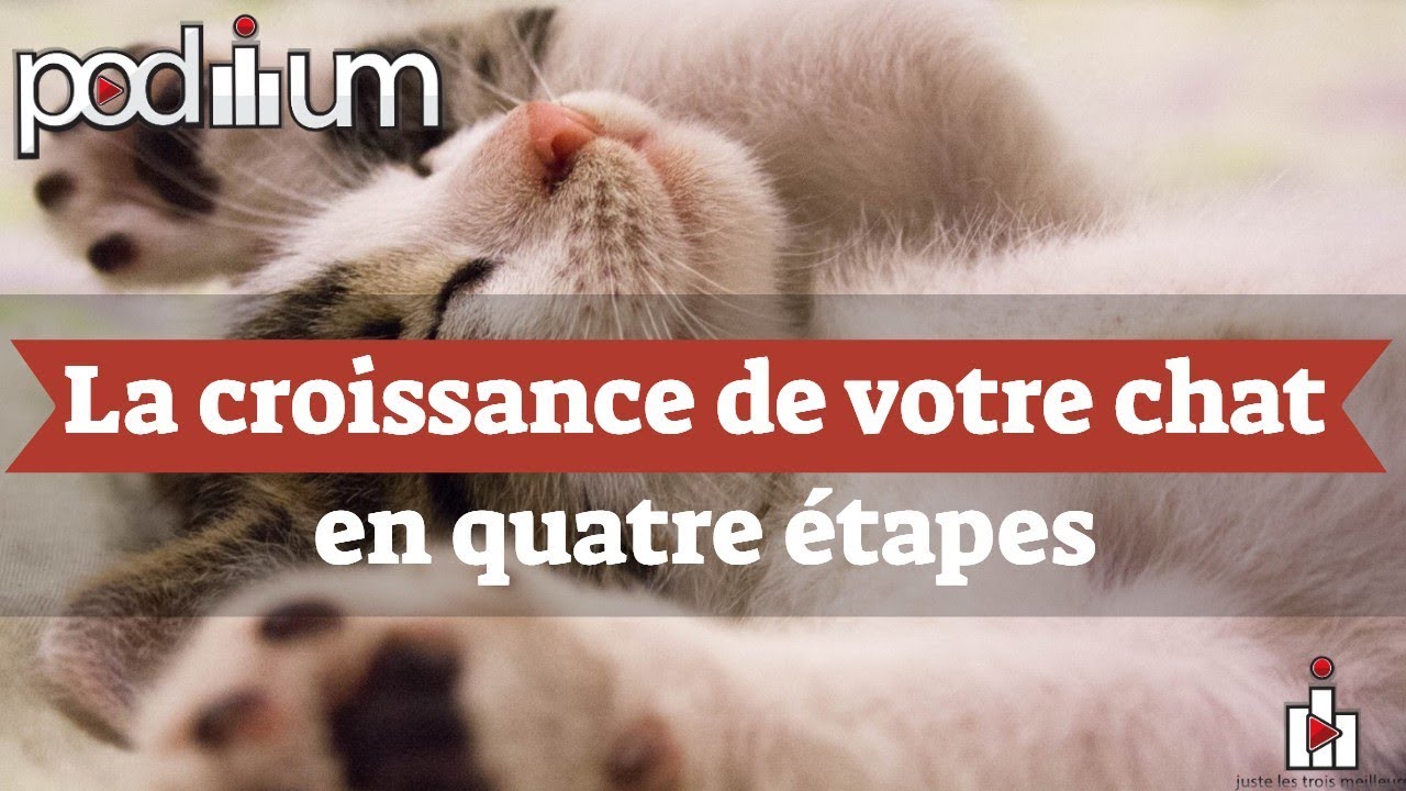La croissance de votre chat en quatre étapes