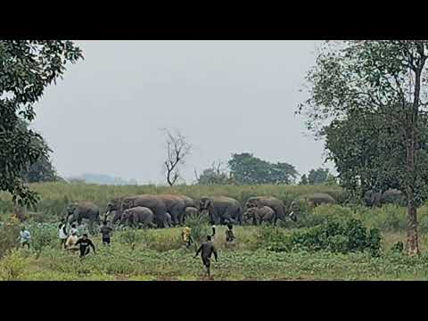 kasira 🐘🐘🐘🐘