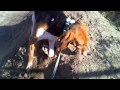 Millie The Foxhound Almost Falls In A Barrel
