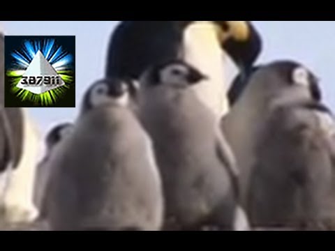 Penguins and Global Warming ★ Climate Change Devastates Emperor Penguins ♦ In Antarctica