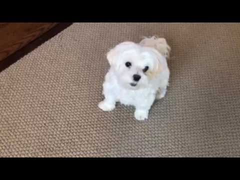 Max the Maltese and his tricks