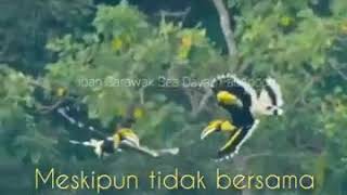 Download lagu Story Wa Sape Instrument mp3
