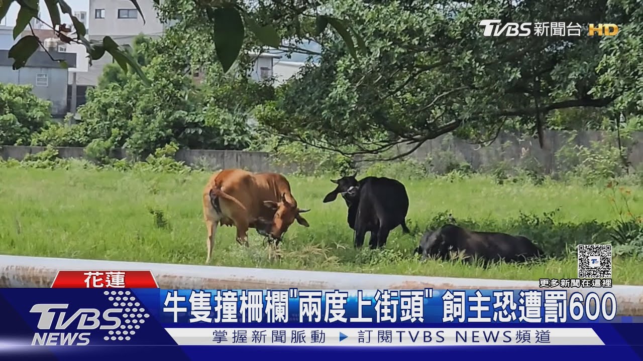 哞~牛群出門逛大街 民眾欲通過險碰撞