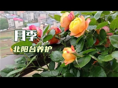 玫瑰種植陽台