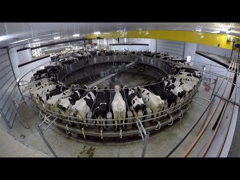 Bloemen Dairy 60 Stall Rotary