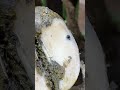 TWISTING A PIECE Of METAL Out Of A Cow S Hoof Hooftrimming Hooftrimmer Asmr Farming Hoofcare