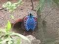 Tragopan Maskuotė tinklas Ghillie smėlio spalvos