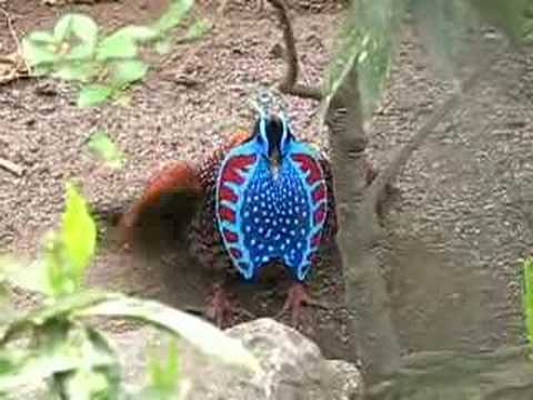 Tragopan Maskuotė tinklas Ghillie smėlio spalvos video