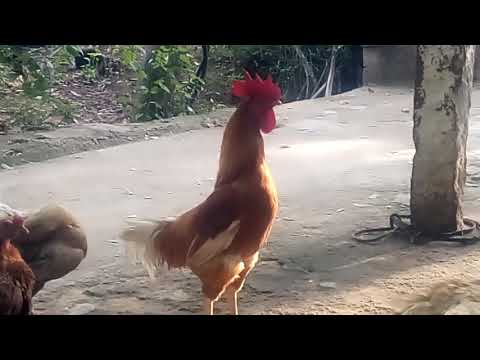 Rooster  Crowing Compilation Plus - Rooster crowing sounds Effect