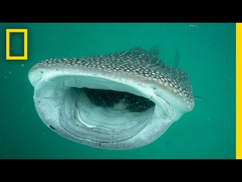image-How do whale sharks feed?