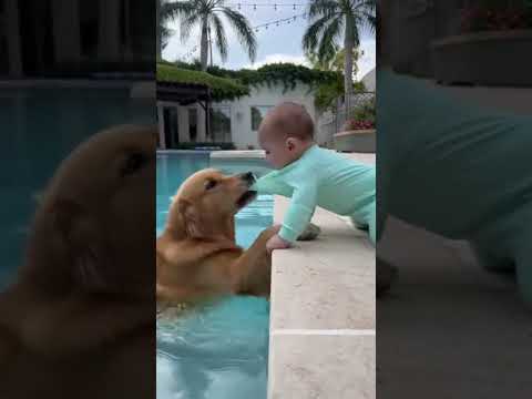 Golden retriever saves baby from falling in the pool 🥺💛pt.1