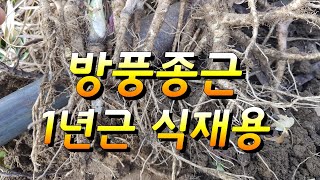 방풍종근 식재용 1년근 종근 입니다