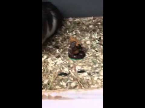 Skylander shorts episode 10 where's Bash?