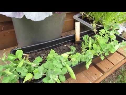 Introducing the 6 inch Dwarf Shelling Pea Variety: Tom Thumb - TRG 2014