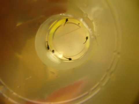 Sturisoma Aureum Newborn