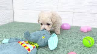 ハーフ犬の動画01