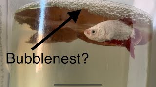 2 Reasons why your Male Betta makes a Bubblenest?!
