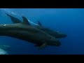 Fake Killer Whales Vs Dolphins