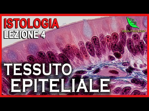 IL TESSUTO EPITELIALE (EPITELI DI RIVESTIMENTO) -Istologia Lezione 4