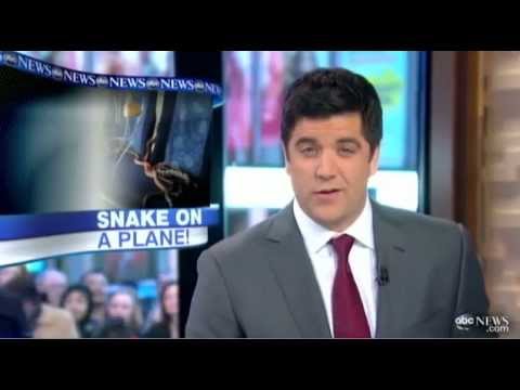 Snakes Attack Solo Pilot: Causes Emergency Landing