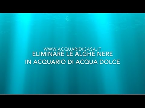 Come eliminare le alghe nere da un acquario di acqua dolce