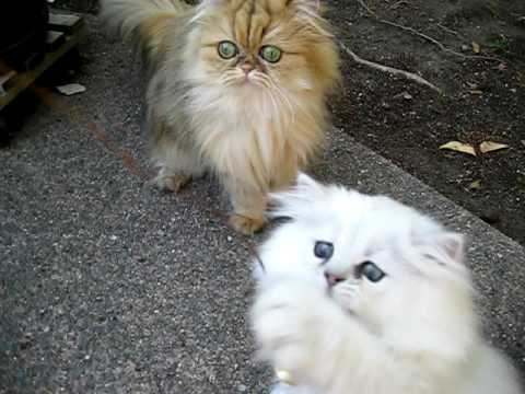 Sirocco, the Square Bottom Cat 09.08.09