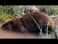 Beavers reintroduced to area of High Uintas after mudslide