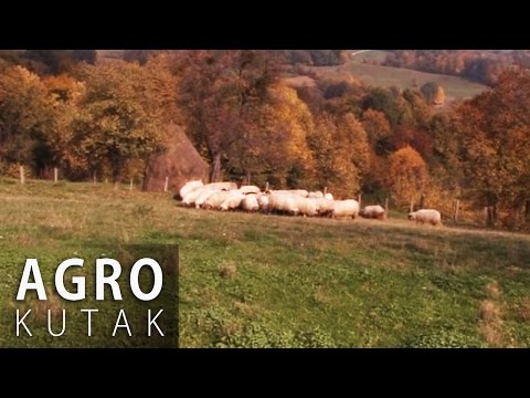 Agro Kutak 28 - Ovčarstvo